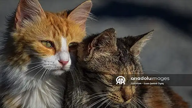 Kedilerin bilinmeyen yönü! 276 farklı yüz ifadesi var