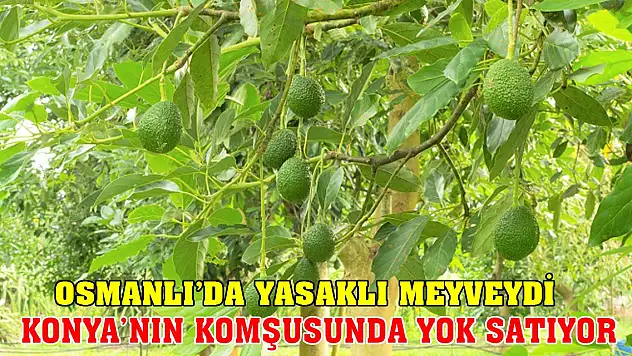 Osmanlı'da yasaklı meyveydi! Konya'nın komşusunda yok satıyor