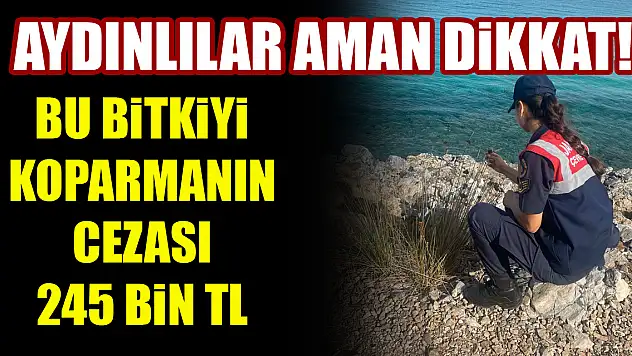 Aydınlılar aman dikkat! Bu bitkiyi koparmanın cezası 245 Bin TL
