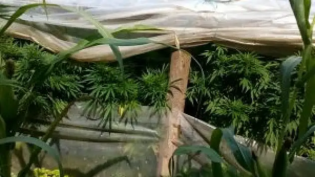 Uşak'ta uyuşturucu operasyonu