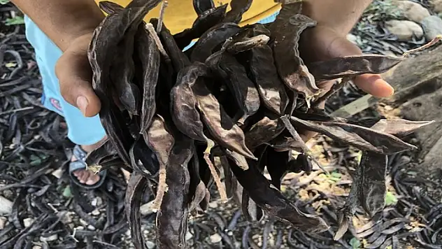 Doğanın sağlık iksiri: Keçiboynuzu