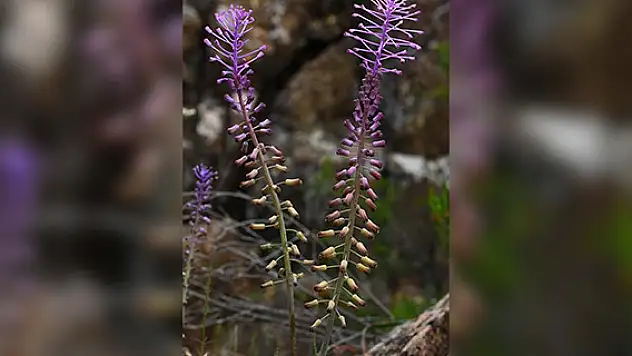 Yeni bir endemik bitki türü keşfedildi