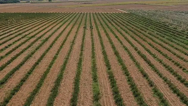 Tarımda genel sayım yapılacak