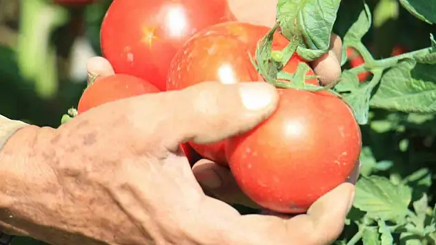 Domates fiyatları düştü! Bakın ne kadar oldu