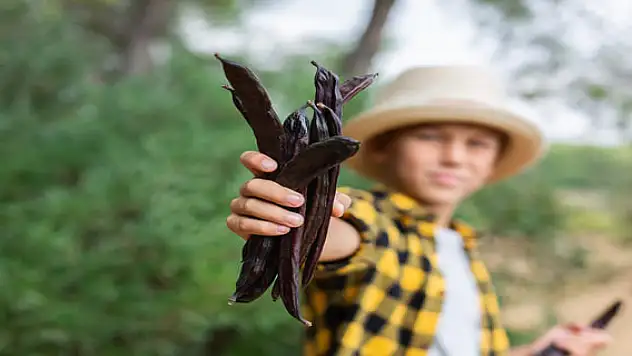 Bu ağaç bir efsane! Hem sağlığımızı hem de ormanları koruyor!