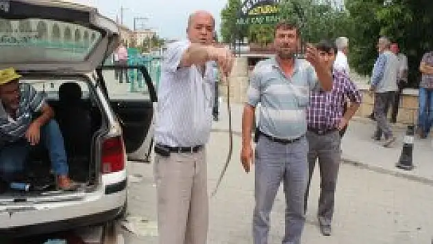 Yılanı bulabilmek için seferber oldular