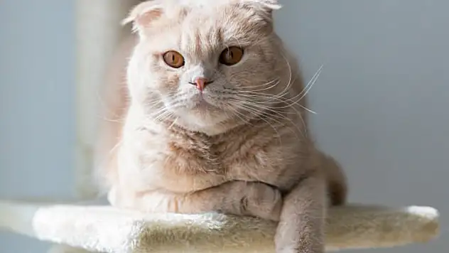 Scottish Fold Kedi Irkı Özellikleri Nelerdir?