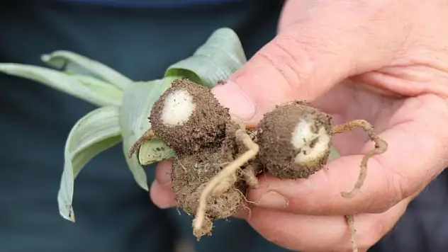 Türkiye'de en çok salep üretilen iller belli oldu