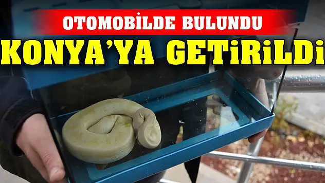 Ton pitonu satarken suçüstü yakalandı! Yılan Konya Karatay Hayvanat Bahçesi'ne gönderildi