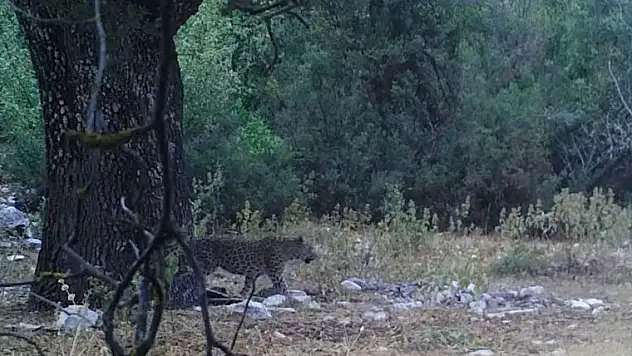 Anadolu parsı yeniden görüntülendi