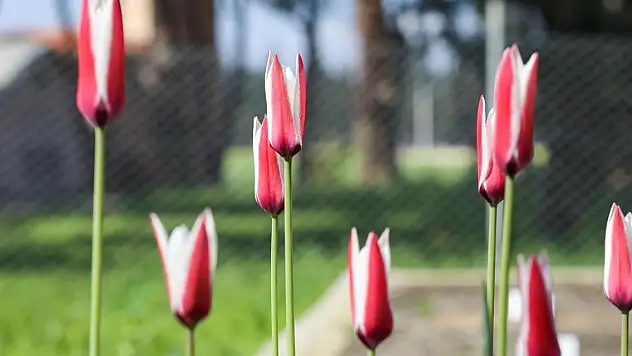 Türkiye'nin Lahey Büyükelçiliğinin bahçesi 'İstanbul Lalesi' ile renklenecek