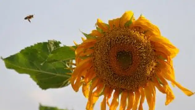 Kırıkkale çerezlik ay çekirdeğinde markalaşıyor