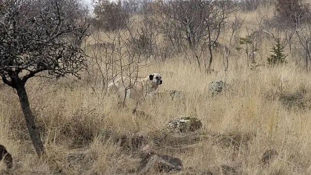Ankara'da küçük çocuğa 20 başıboş köpek saldırdı!