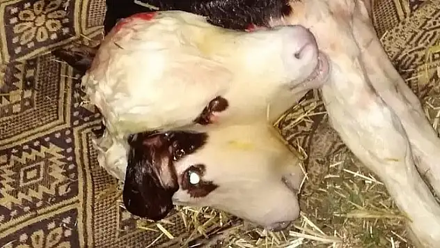 Tokat'ta çift başlı buzağı doğdu