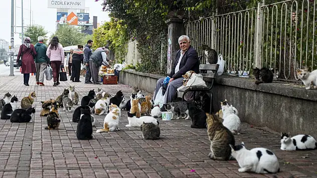 'Kedilerin babası' destek bekliyor
