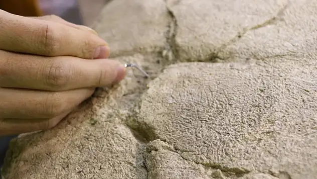 7,5 milyon yıllık kaplumbağa ayaklandırılacak