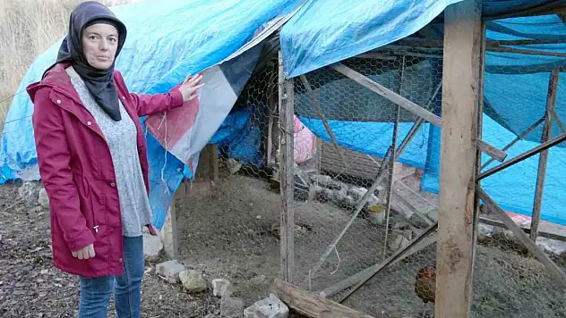 Sokak köpekleri, 3 yıldır emek veren kadının hayallerini kararttı