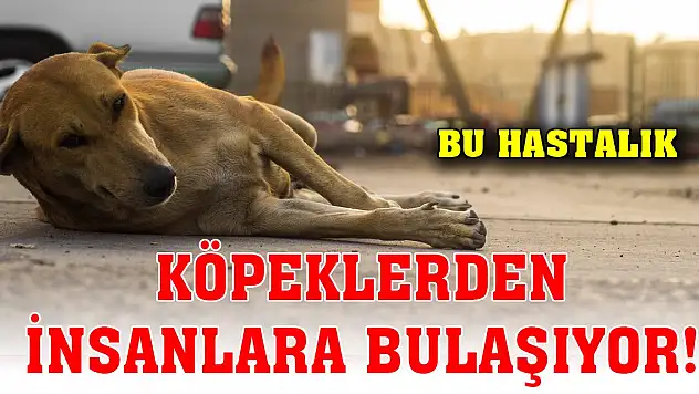 Bu hastalık köpeklerden insanlara bulaşıyor