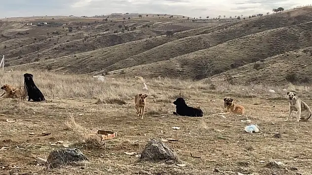 Bakan Yumaklı'dan sokak hayvanlarıyla ilgili son dakika açıklaması