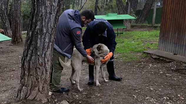Başıboş köpekler mercek altında