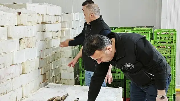 Konya Beyşehir'de balık işletme fabrikalarında boy limiti denetimi