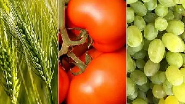 En çok buğday, domates ve üzüm ürettik