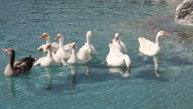 Karatay Belediyesi hayvanat bahçesi yaralı hayvanları tedavi etmeye devam ediyor