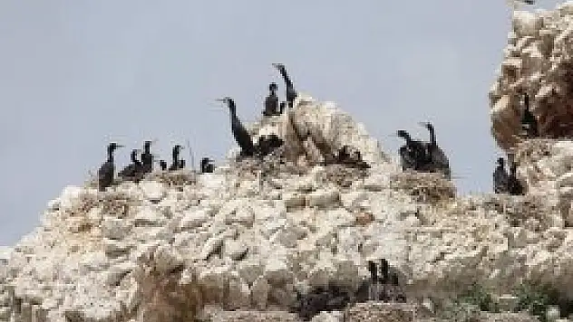 Yat işletmecilerinin 'yaban hayatı' duyarlılığı