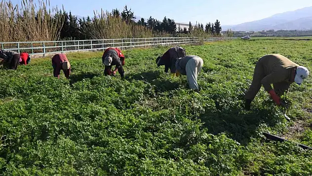 İnsanlar zehirlenmesin diye günlerce mesai yapıyorlar