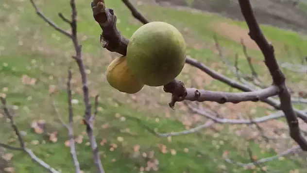 Görenleri şaşırttı! Ocak ayında meyve verdi