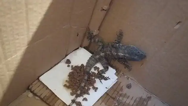 Şaşkına döndü! Kertenkele sandı, gerçek çok başka çıktı
