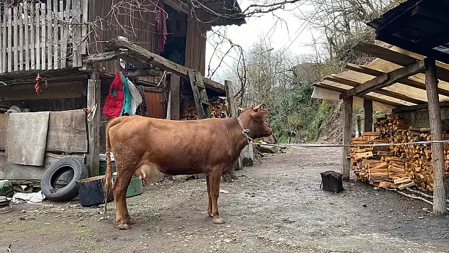 Türkiye-Gürcistan sınırında firari inek alarmı