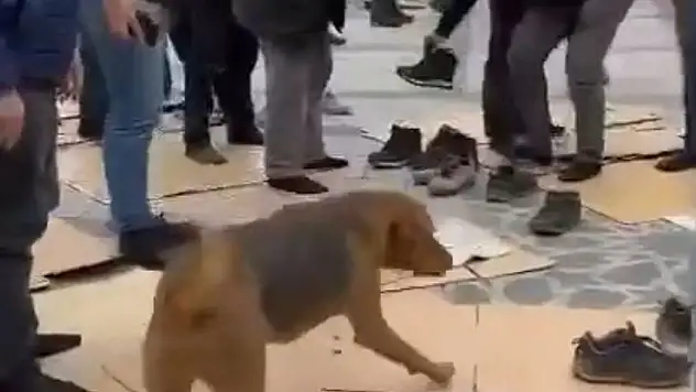 Kavga eden köpekler cemaatin arasını daldı