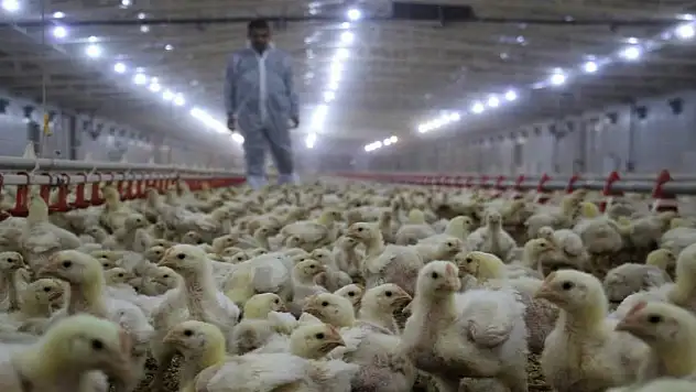 Tavuk yumurtası üretimi yüzde 2 azaldı