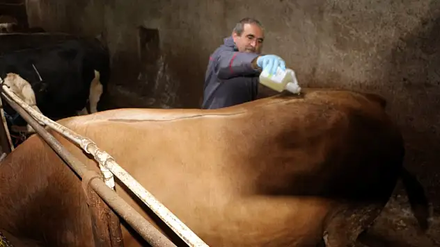 Şap hastalığı görüldü, hayvan pazarları kapatıldı