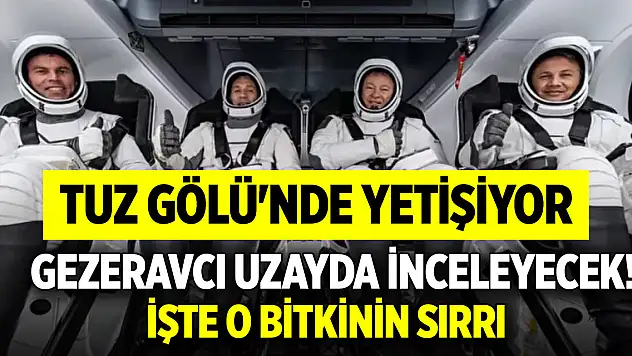 Tuz Gölü'nde yetişiyor, Gezeravcı uzayda inceleyecek! İşte o bitkinin sırrı