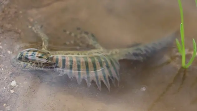 Nesli tehlike altındaydı...Gölette bulundu