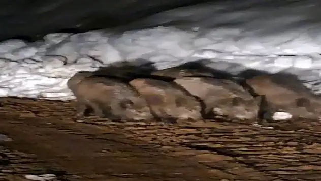 Yiyecek arayan domuz sürüsü köy yolunda görüntülendi