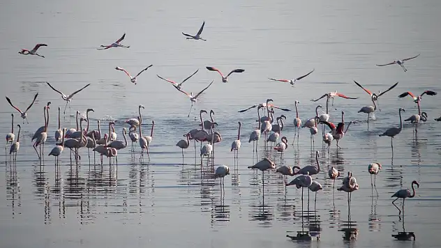 Sulak alanlardaki kış kuşu sayısında artış gözleniyor