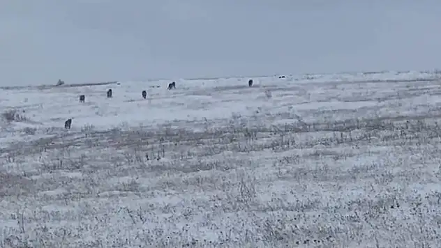 Köye kurt sürüsü indi