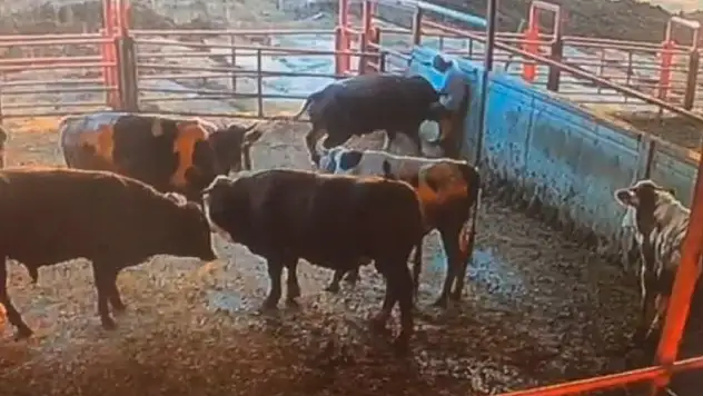 Besicinin boğanın saldırısına uğradığı anlar kamerada