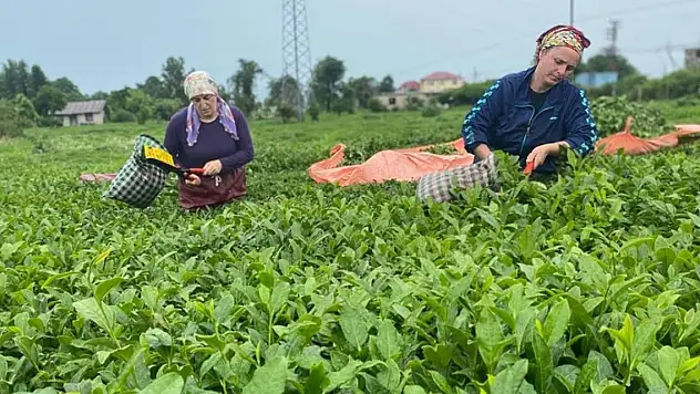 Çay ihracatı 10,2 milyon dolar kazandırdı