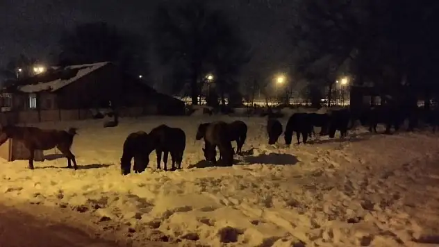 Karla kaplı yaylada aç kalan yılkı atları şehir merkezine indi