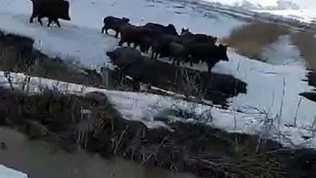 Aç kalan domuz sürüsü köye indi