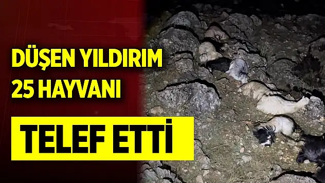 Düşen yıldırım 25 hayvanı telef etti