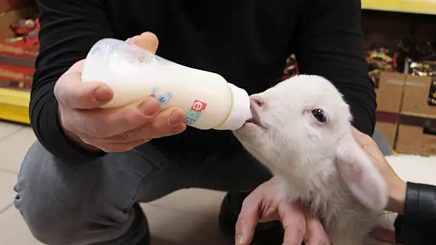 Bezlediği kuzuya marketinde bakıyor