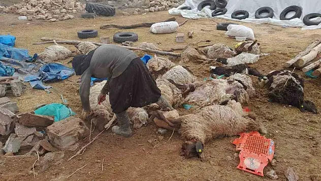 Karaman'da çatısı çöken ahırdaki 20 koyun telef oldu