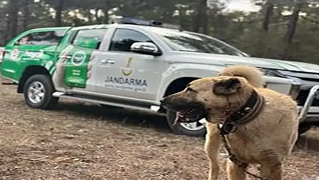 Köpek dövüşü yaptıranlara 142 bin TL ceza