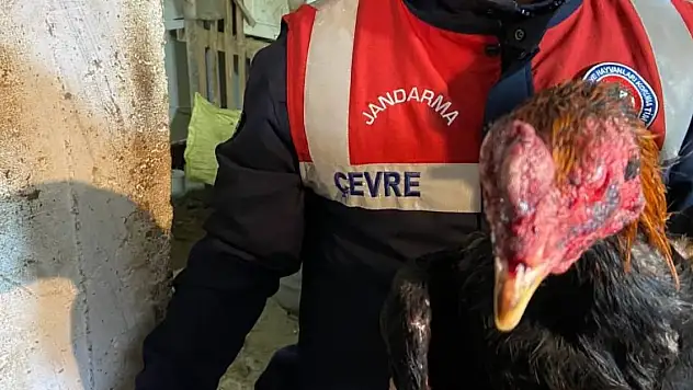 Horoz dövüştürerek kumar oynayan 7 kişiye para cezası