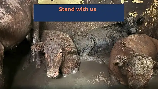 Kötü kokutan sığır gemisi limandan ayrıldı